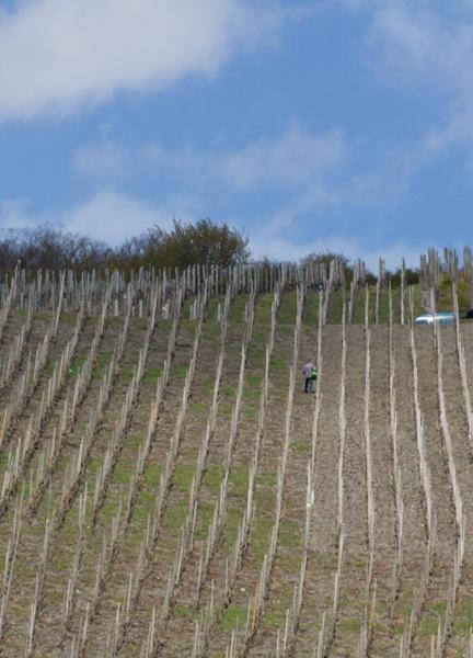 Weingut & Gaestehaus Schmitz-Bergweiler Bernkastel-Kues Exterior foto